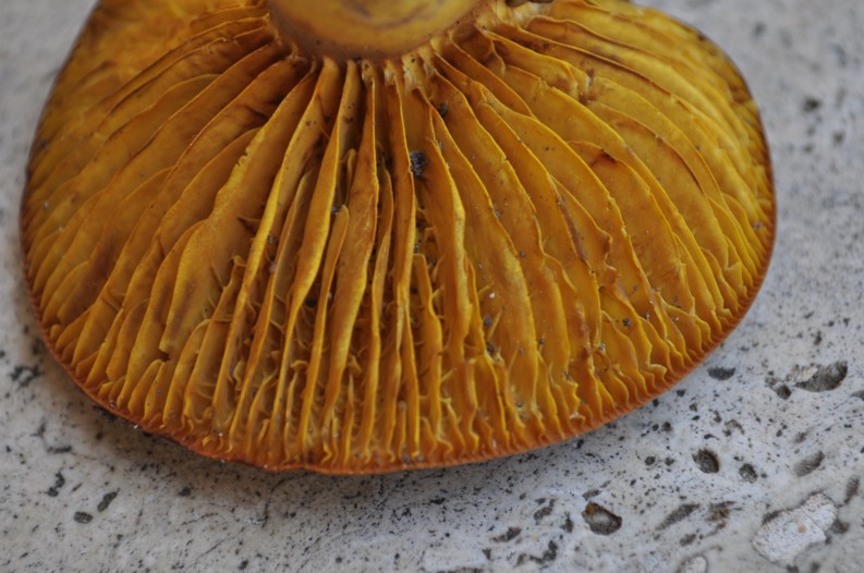 Phylloporus rhodoxanthus -  29.6.2010